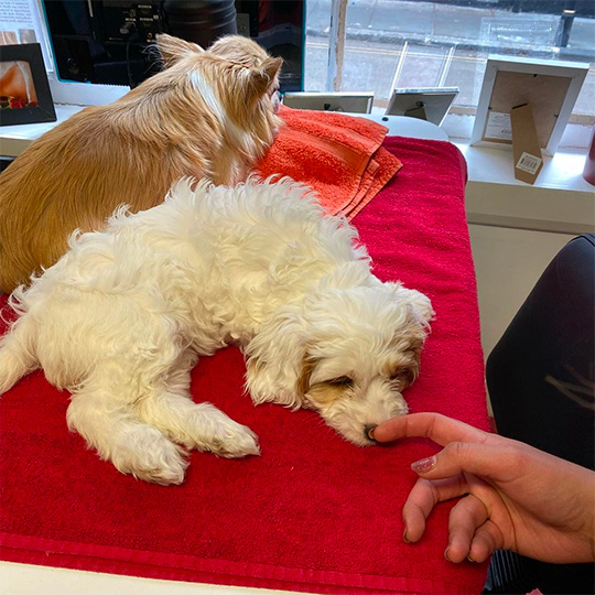 Meet the salon pooches